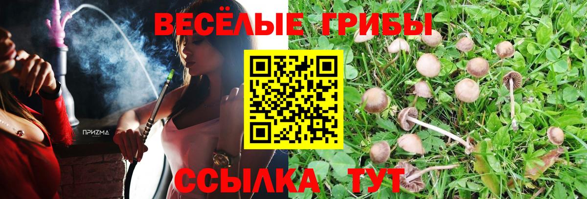 Псилоцибиновые грибы Psilocybe Мурино